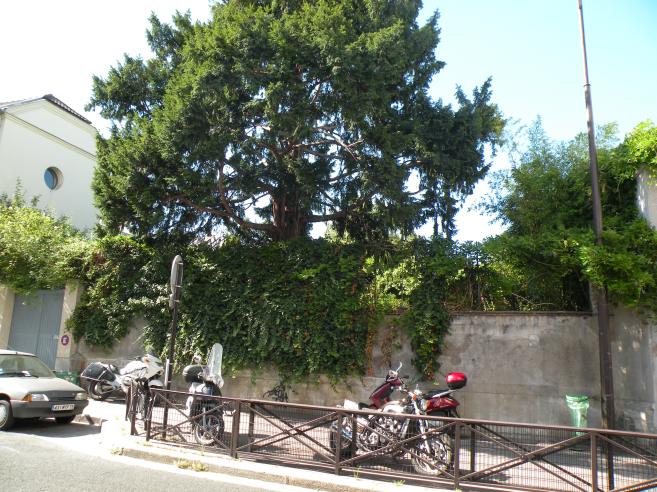  végétation luxuriante, rue Nordmann
